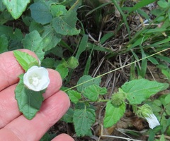 Pavonia leptocalyx