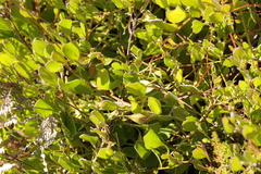 Osteospermum pyrifolium