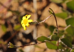 Osteospermum pyrifolium