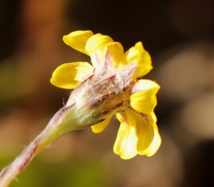 Osteospermum pyrifolium