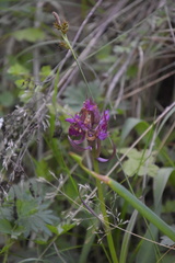 Dactylorhiza sambucina