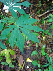 Manihot grahamii