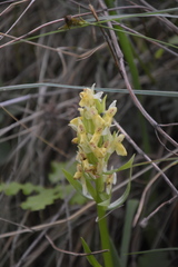 Dactylorhiza sambucina