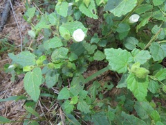 Pavonia leptocalyx