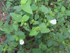 Pavonia leptocalyx