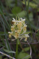 Dactylorhiza sambucina