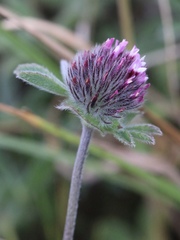 Trifolium amoenum