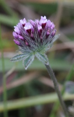 Trifolium amoenum