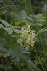 Dactylorhiza sambucina