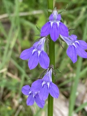 Lobelia gattingeri