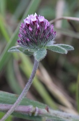 Trifolium amoenum