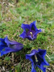 Gentiana acaulis