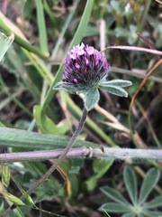 Trifolium amoenum