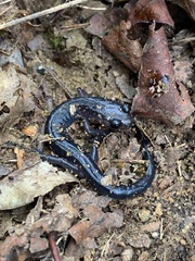 Plethodon montanus