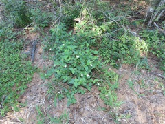 Pavonia leptocalyx