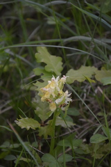 Dactylorhiza sambucina