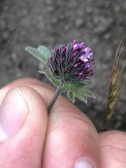 Trifolium amoenum