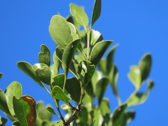 Psydrax fragrantissima