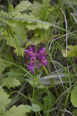 Dactylorhiza sambucina