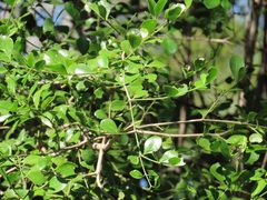 Psydrax fragrantissima