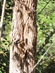 Psydrax fragrantissima
