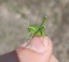 Isophya pyrenaea