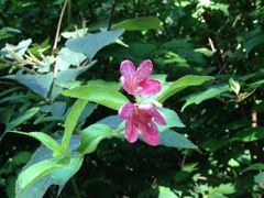 Weigela