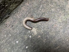 Pachyiulus flavipes