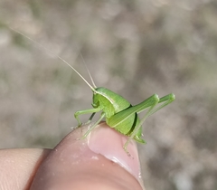 Isophya pyrenaea