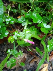 Oxalis