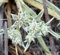 Eryngium montereyense