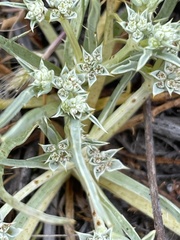 Eryngium montereyense