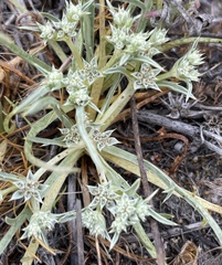 Eryngium montereyense