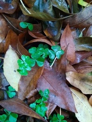 Oxalis