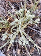 Eryngium montereyense