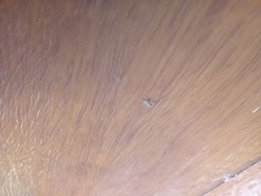 Menemerus bivittatus