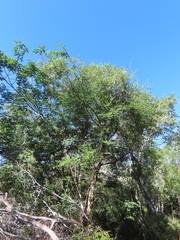 Psydrax fragrantissima