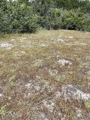 Eryngium montereyense
