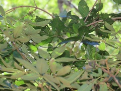 Vitex ferruginea