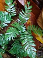 Mimosoideae
