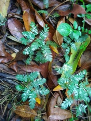 Mimosoideae