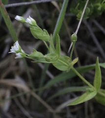 Stellaria littoralis