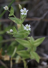 Stellaria littoralis