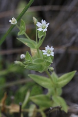 Stellaria littoralis
