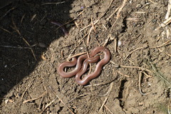 Xerotyphlops vermicularis