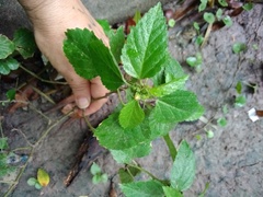 Sida rhombifolia