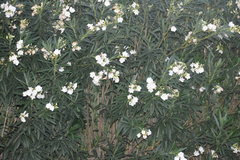 Nerium oleander