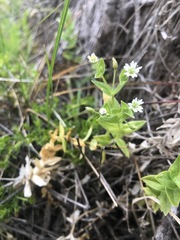 Stellaria littoralis