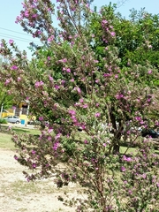 Leucophyllum frutescens