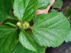 Sida rhombifolia